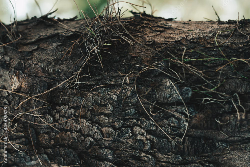 Obraz premium BANNER Close-up shot Hard wood outer layer of pine bark tissue surface stem. Horizontal. Texture light and dark brown colour abstract background. Beauty power in nature. More mood collection in stock