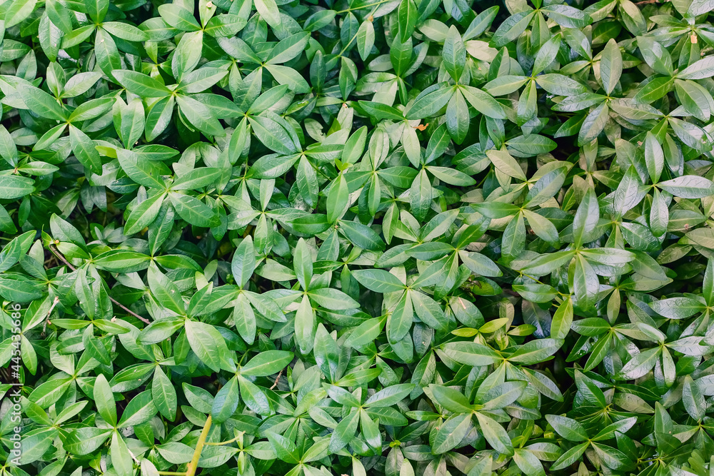 Green leaves background of small tiny myrtle leaves, Vinca minor is a species of flowering plant in the dogbane family, Abstract nature pattern background. Green leaves background of small tiny myrtle leaves, Vinca minor is a species of flowering plant in the dogbane family, Abstract nature pattern background.