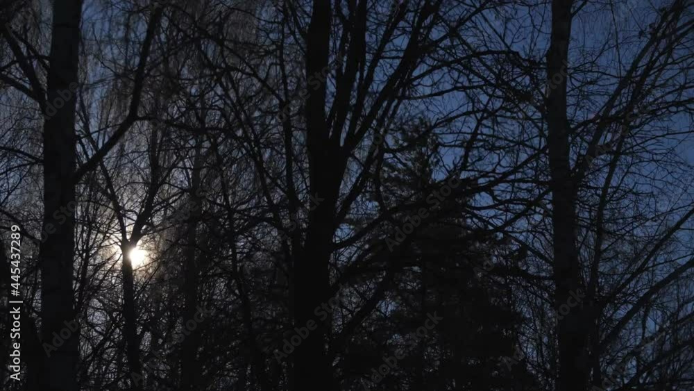Motion across large winter forest with elegant bare trees against bright sun disk shining in clear blue sky on nice day Motion across large winter forest with elegant bare trees against bright sun disk shining in clear blue sky on nice day