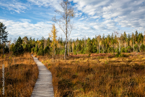 Footpath amidst plants and tress at Murnauer Moos, Bavaria, Germany during sunny day