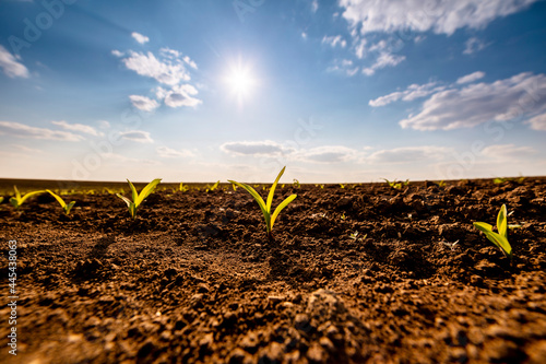 Sun shining over corn seedlings growing in plowed field photo