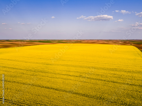 Aerial view of vast oilseed rape field in summer photo