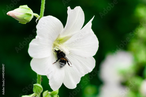 beautiful white flower on a green background with a bee on it. incredible beauty of nature. pollination of flowers.