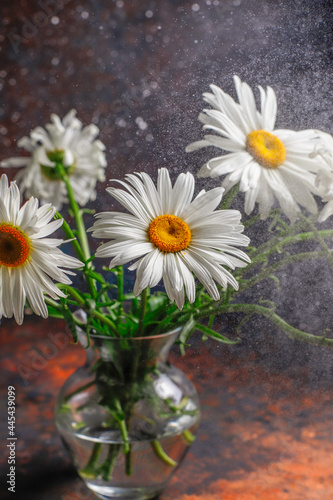 Beautiful and moody chamomile flowers composition.