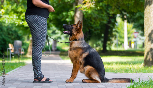 Fotografi dog handler trains the dog to sit for the team