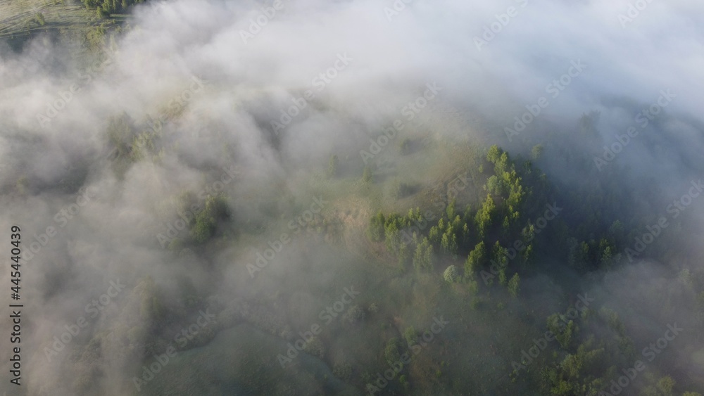 fog in the forest