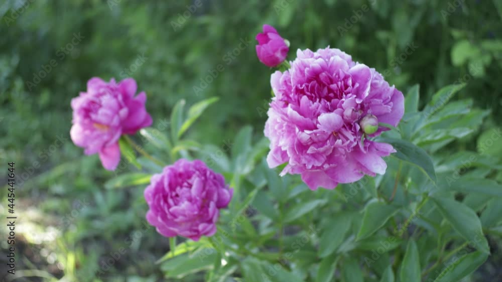 peony flowers in the wind peony flowers in the wind