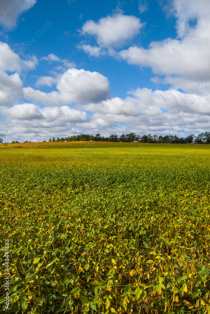 Fototapeta premium Soy fields in rural Michigan during summer time