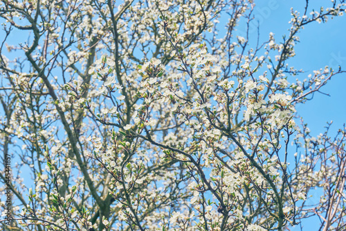 Plum tree in bloom. Many white plum flowers against a blue sky in spring. Seasonal change concept. 