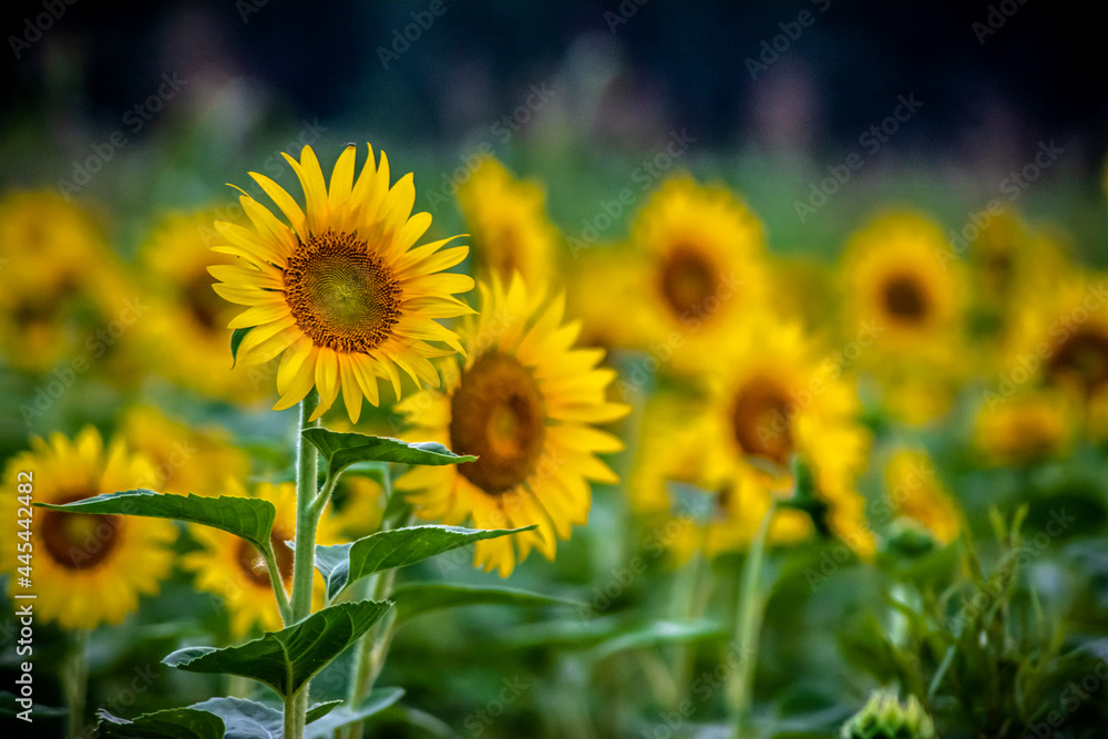 Sunflower field Sunflower field