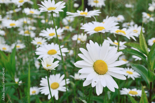 Chamomile flowers grow in a field at the edge of the forest