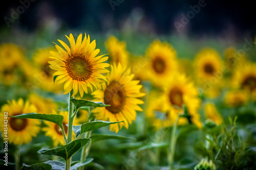 Sunflower field