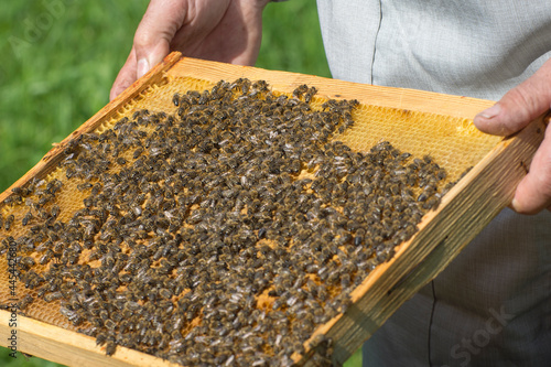 Breeding bees in an apiary. The beekeeper inspects the honey frame. Brood of bee larvae in the hive.