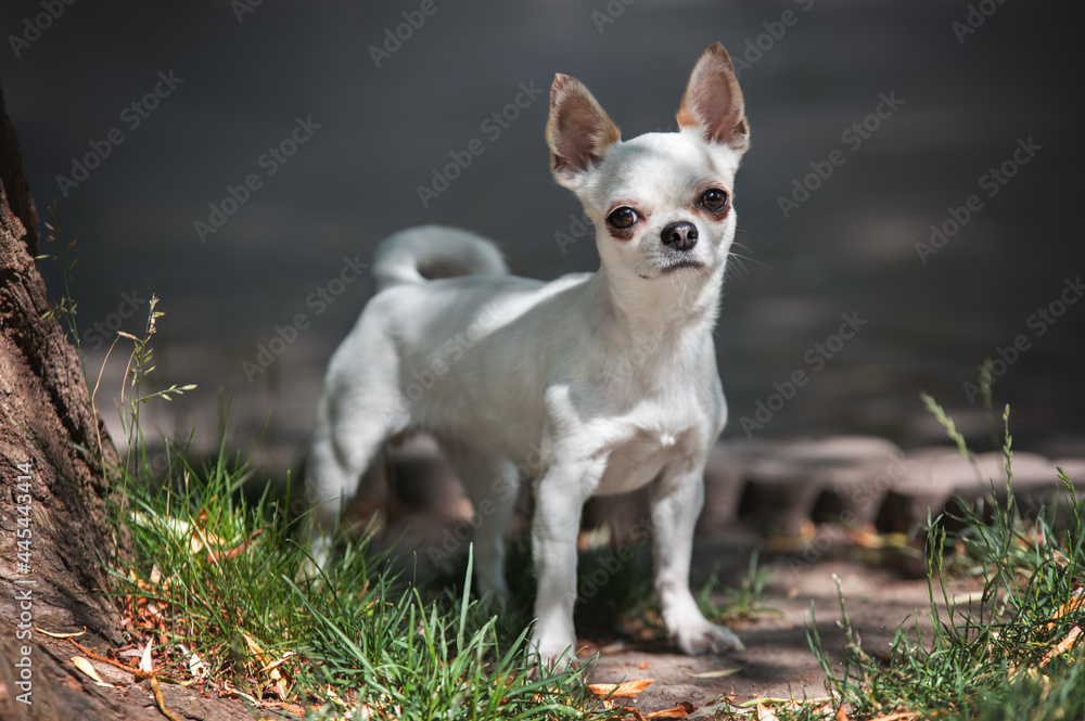 chihuahua puppy on the grass