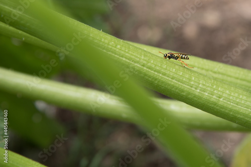 European paper wasp, a species of Potter wasp on a zucchini plant stem. 