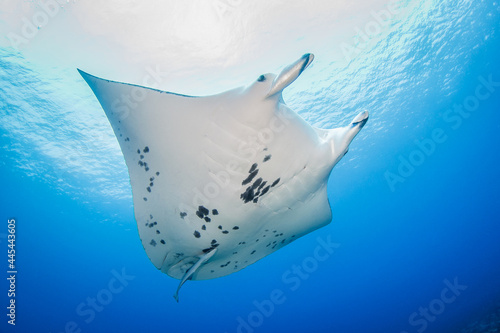 Manta ray © Tropicalens
