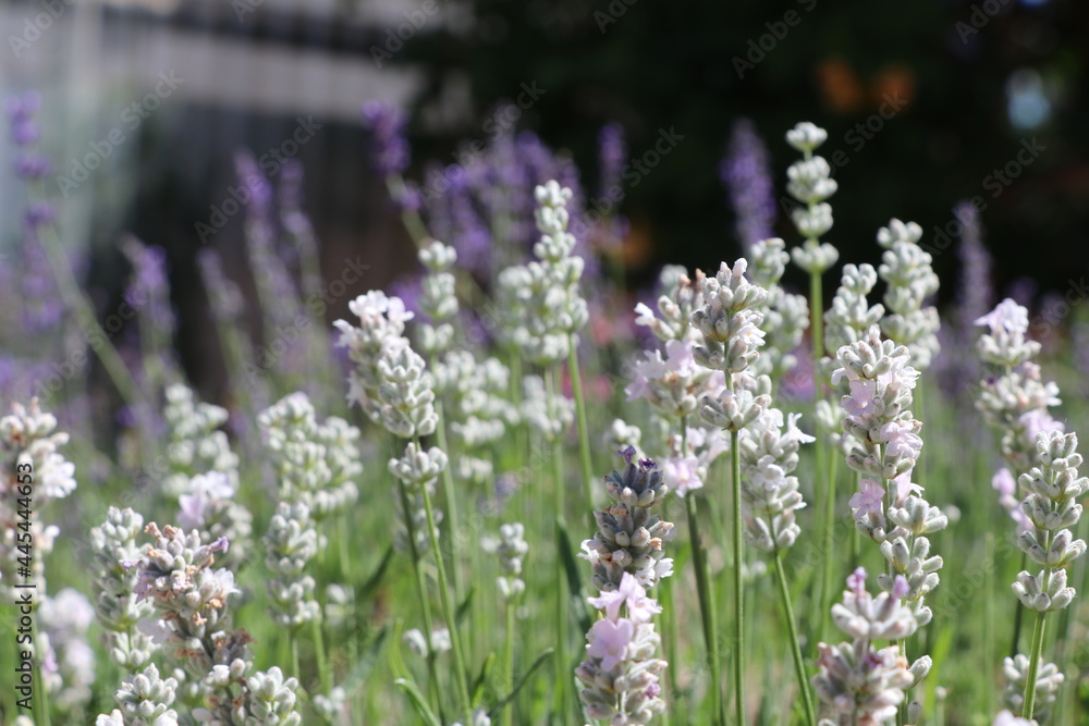 Obraz premium Lavender in Field
