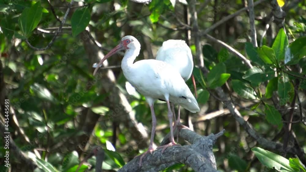 Two American white ibis birds (Eudocimus albus, a species of bird in the ibis family, Threskiornithidae) in their natural habitat. Two American white ibis birds (Eudocimus albus, a species of bird in the ibis family, Threskiornithidae) in their natural habitat.
