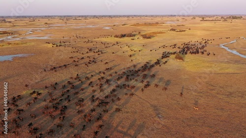 African Buffalo herd Okavango Delta photo