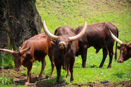 Herd of Ankole-Watusi lying in the grass after eating fresh boil photo