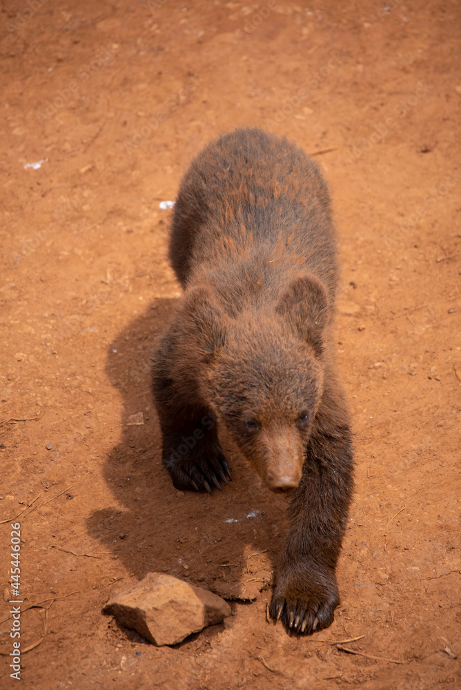 brown bear cub playing and walkin brown bear cub playing and walkin