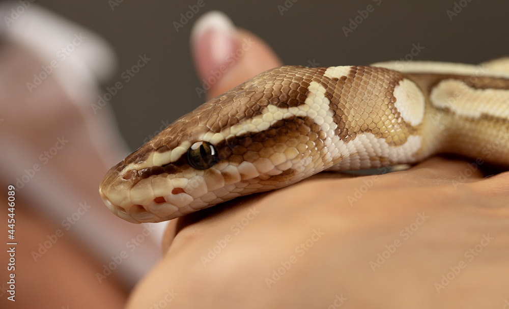 Python crawling over young woman's body. Python crawling over young woman's body.