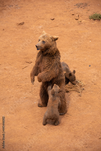 A Bear with her cubs watching and sniffing in the air