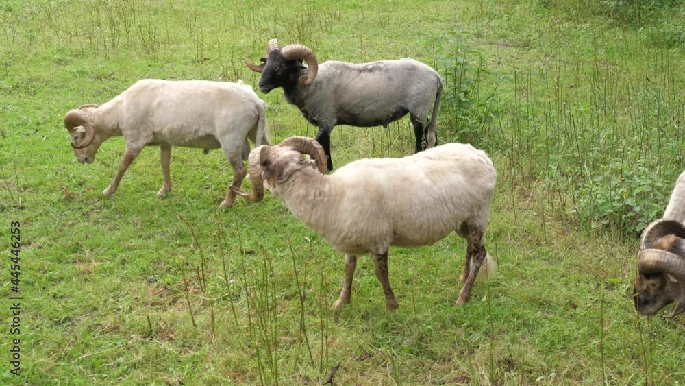 Grazing male (ram) big horn sheep in the Netherlands Grazing male (ram) big horn sheep in the Netherlands