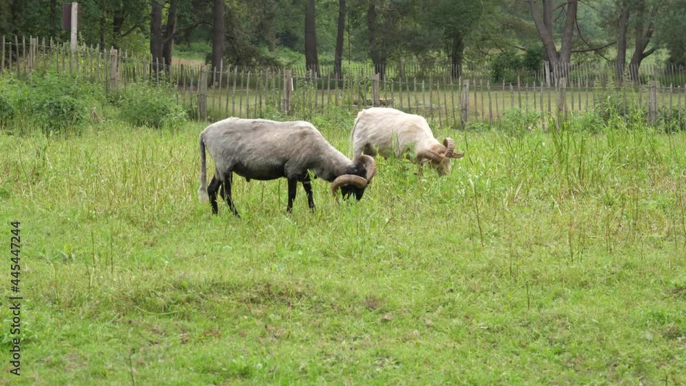 Grazing male (ram) big horn sheep in the Netherlands Grazing male (ram) big horn sheep in the Netherlands