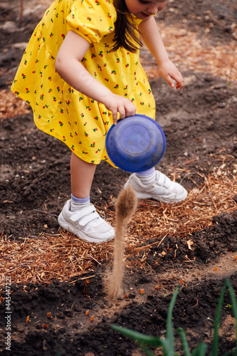 the girl pours fertilizer and sand on a bed with vegetables in the garden, the girl helps with planting plants to her parents on a sunny spring day. 