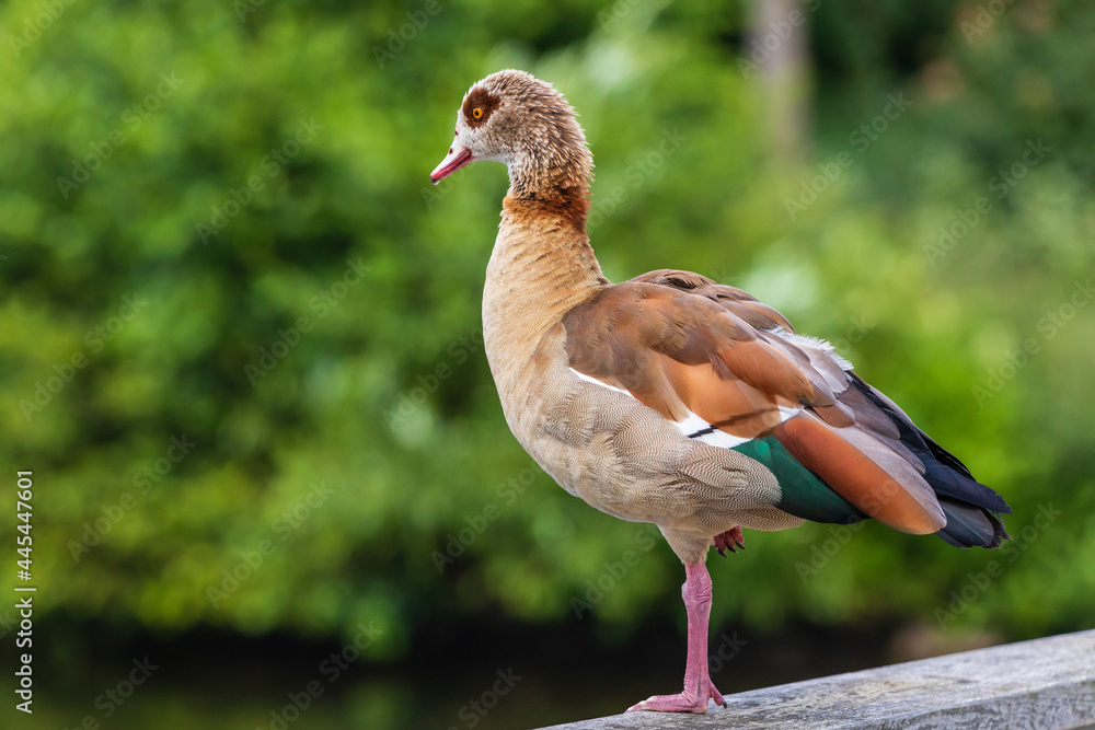 Nilgans 3 Nilgans 3