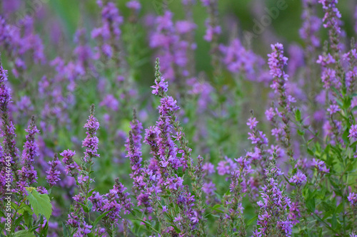 Fototapeta Naklejka Na Ścianę i Meble -  Purple Loosestrife Flowers