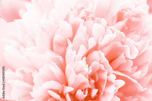 Defocused pastel  coral dahlia petals macro  floral abstract background. Close up of flower dahlia for background  Soft focus