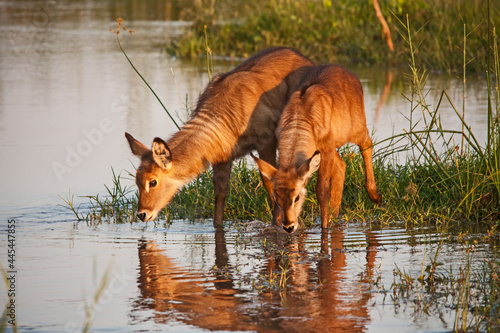 Two young Waterbuck (Kobus ellisprymnus) photographed in the Olifants River in Kruger National Park. South Africa © Kobus