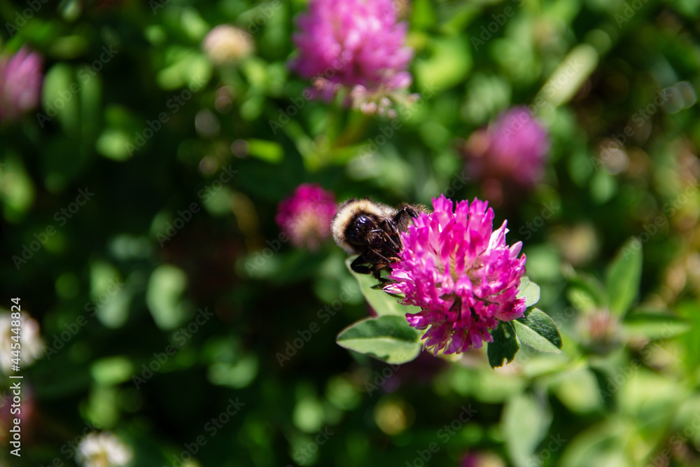 an adult bumblebee pollinates the flower of a field plant clover an adult bumblebee pollinates the flower of a field plant clover