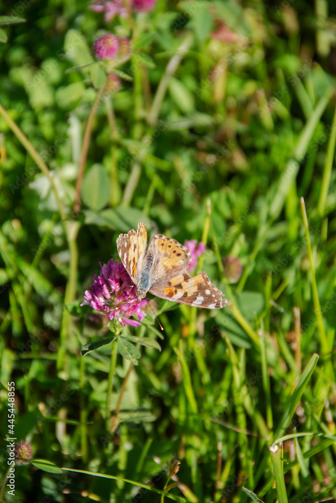 a butterfly drinks nectar from the flower of a clover field plant on a sunny day a butterfly drinks nectar from the flower of a clover field plant on a sunny day