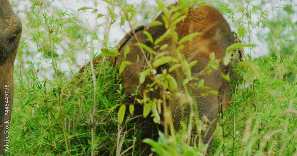 Female Elephant Relaxing After A Bath in The Jungles Of Mondulkiri, Cambodia Female Elephant Relaxing After A Bath in The Jungles Of Mondulkiri, Cambodia