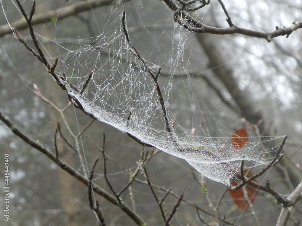 Spinnennetz im Wald