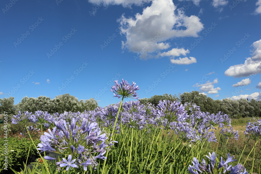 Fototapeta premium le champ des fleurs