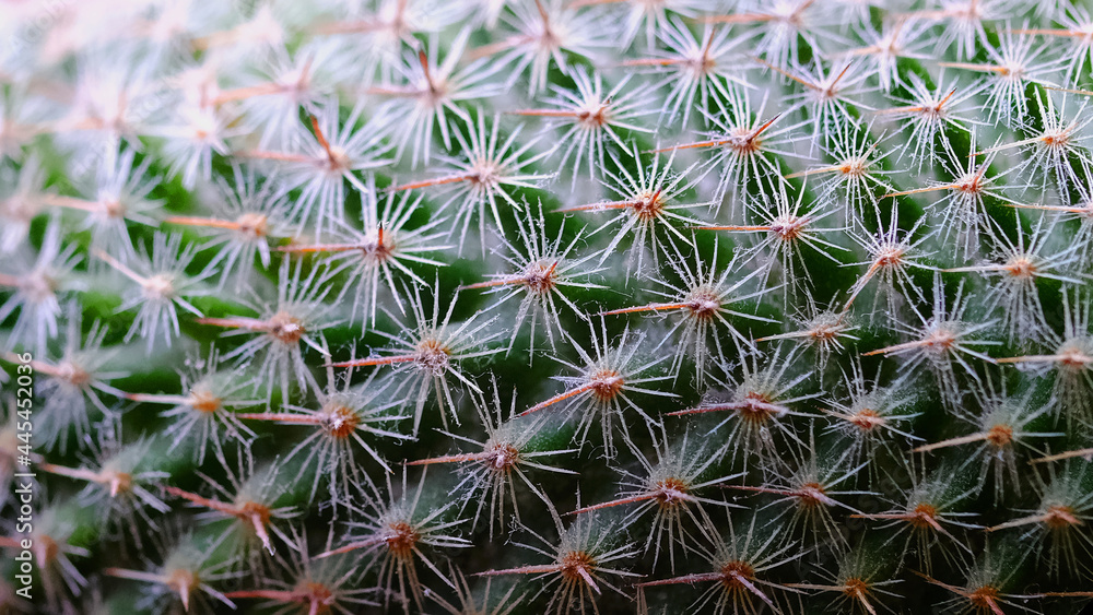 Сactus thorns close-up Сactus thorns close-up