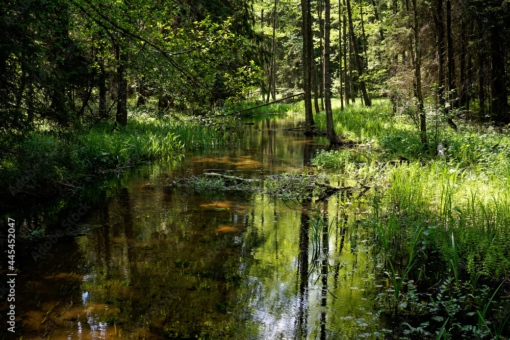 forest forest