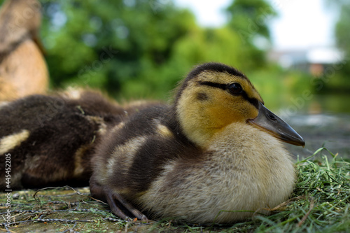 Duckling © katie