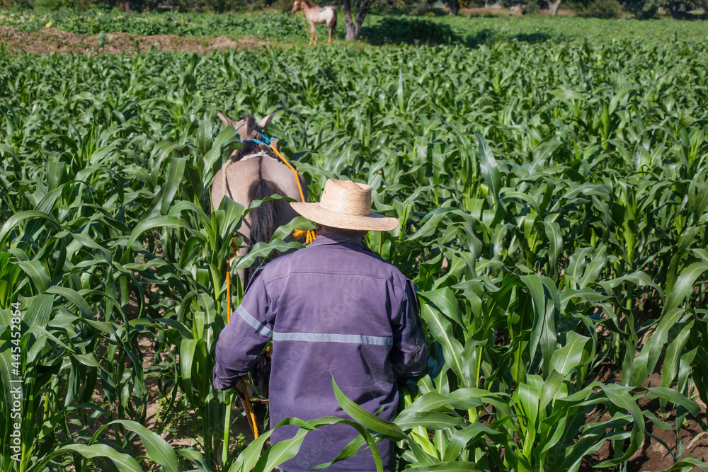 Naklejka premium Farmer with horse ploughing corn field