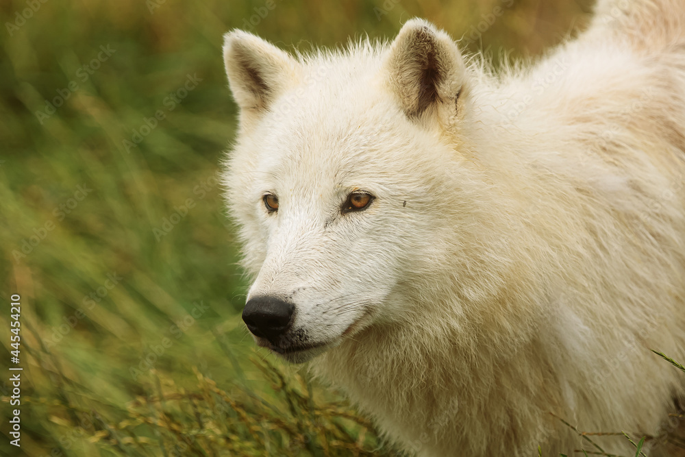 male Arctic wolf (Canis lupus arctos) a wonderful close-up portrait male Arctic wolf (Canis lupus arctos) a wonderful close-up portrait