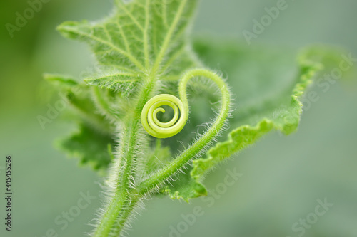 Creeping spiral tendril of cucumber (Cucumis sativus) plant, shallow depth of field macro photography