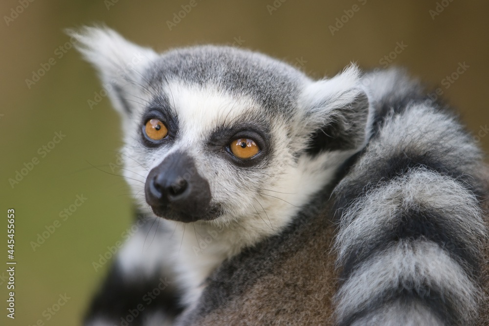 Fototapeta premium lemur on a tree
