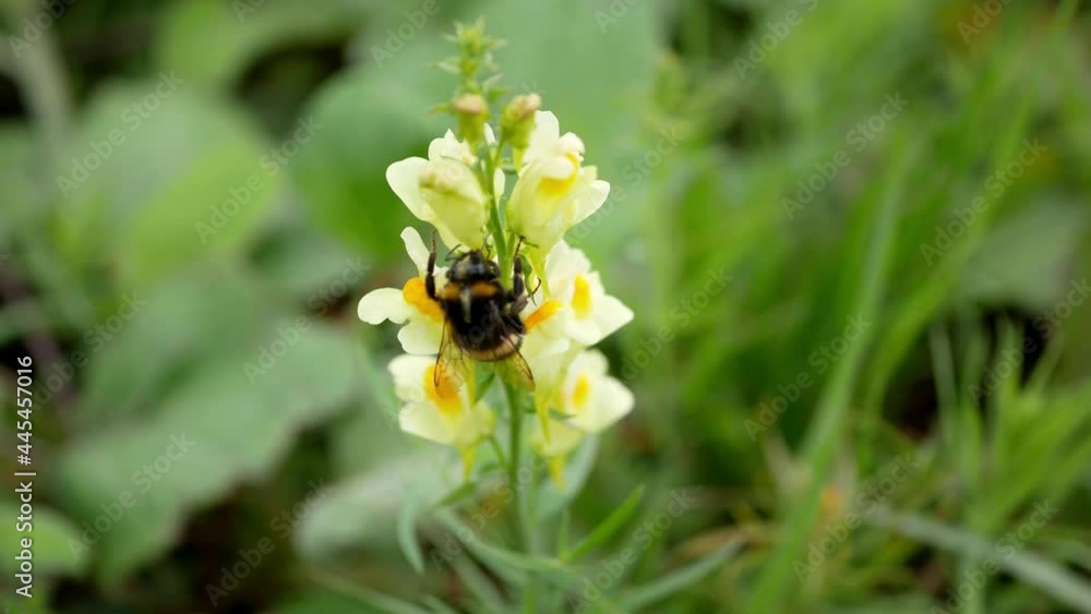 Bumblebee on yellow flowers of Linaria vulgaris Mill Bumblebee on yellow flowers of Linaria vulgaris Mill