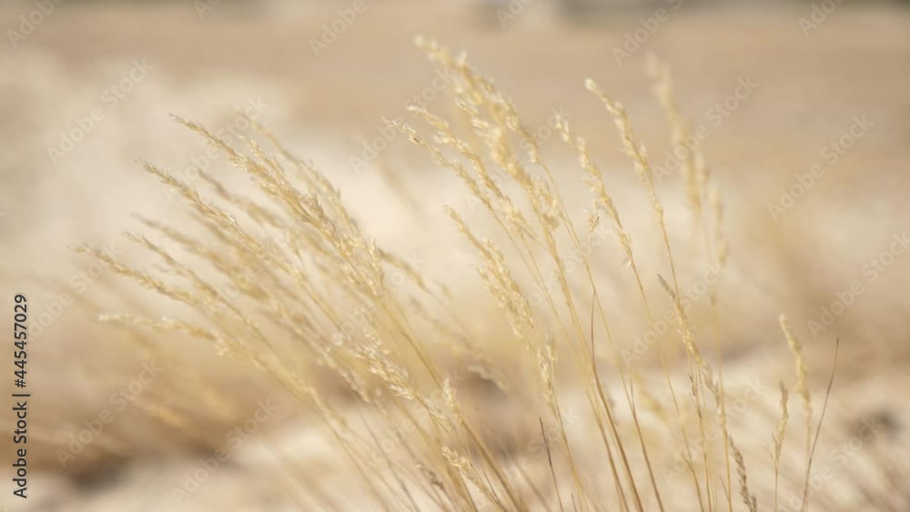 Hot sandy desert with waving yellow bushes and grass on sunny day in summer Hot sandy desert with waving yellow bushes and grass on sunny day in summer