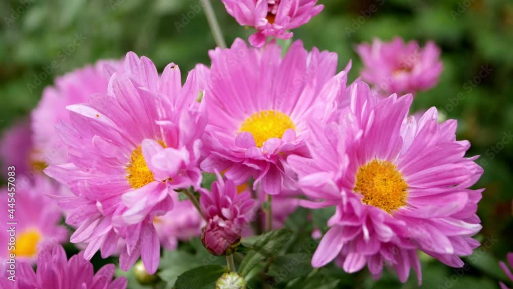 Hardy chrysanthemums close up in garden Hardy chrysanthemums close up in garden