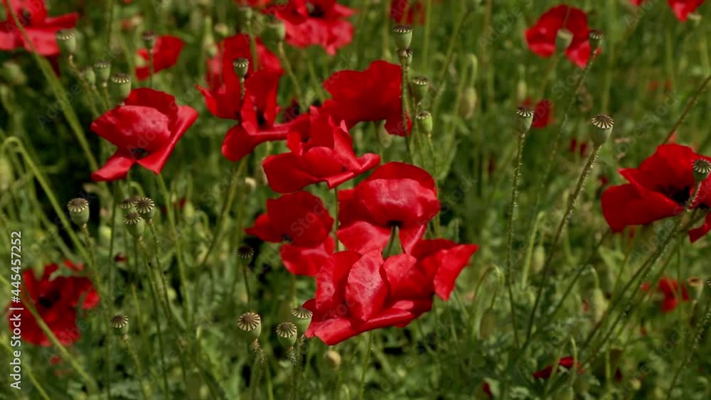 Red poppy under the wind